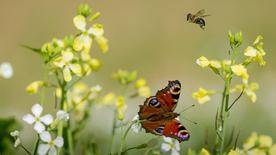Ojo de pavo real y abejas en un prado de flores