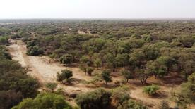 Una vista aérea muestra árboles en un área que forma parte de la Gran Muralla Verde del Sahara y el Sahel, en el límite del departamento de Walalde en Senegal, el 11 de julio de 2021. 