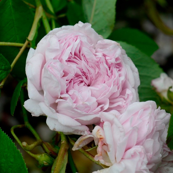 rosa blanca rosada