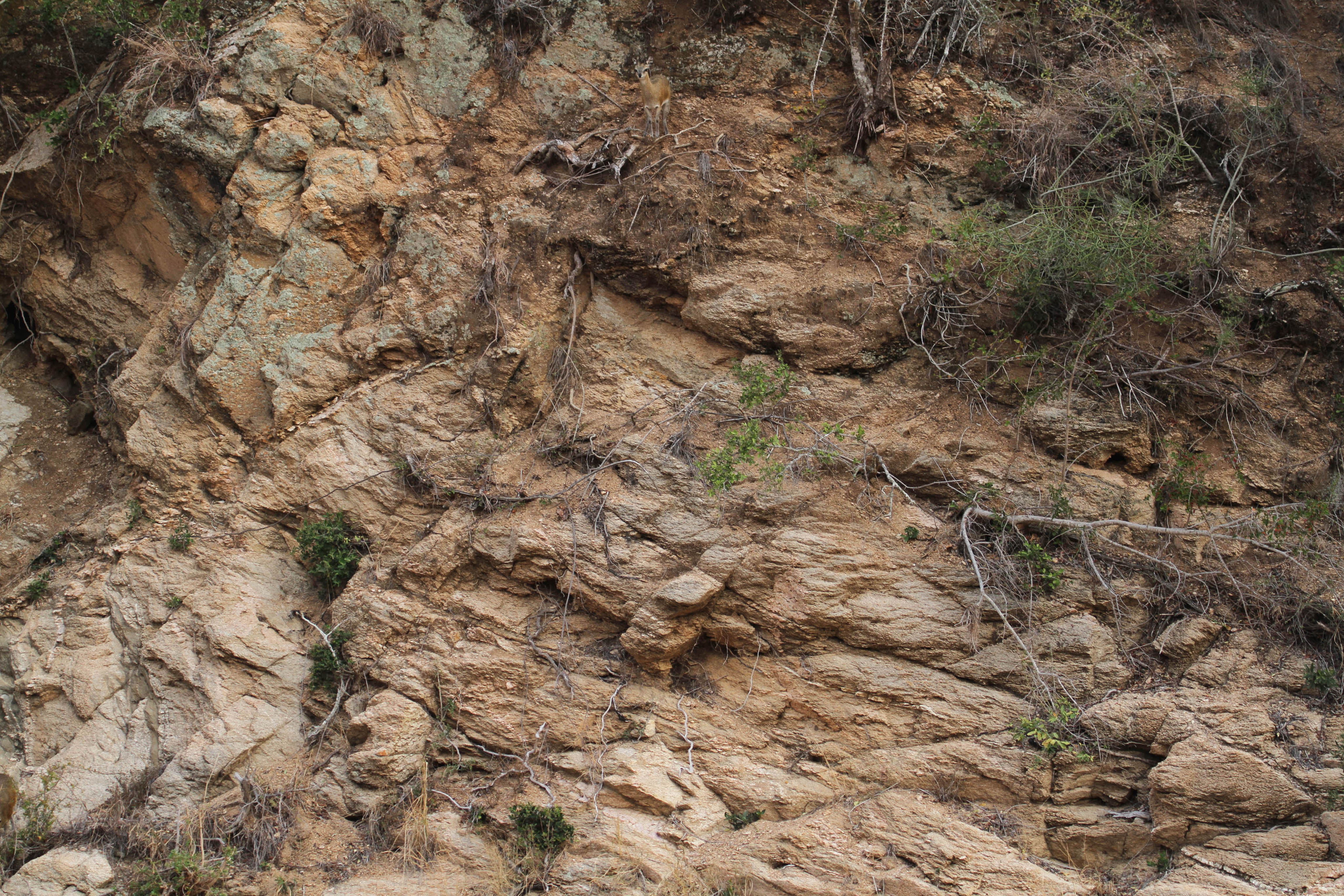 ¿Podrás encontrar al ciervo escondido entre las rocas en menos de 30 segundos?