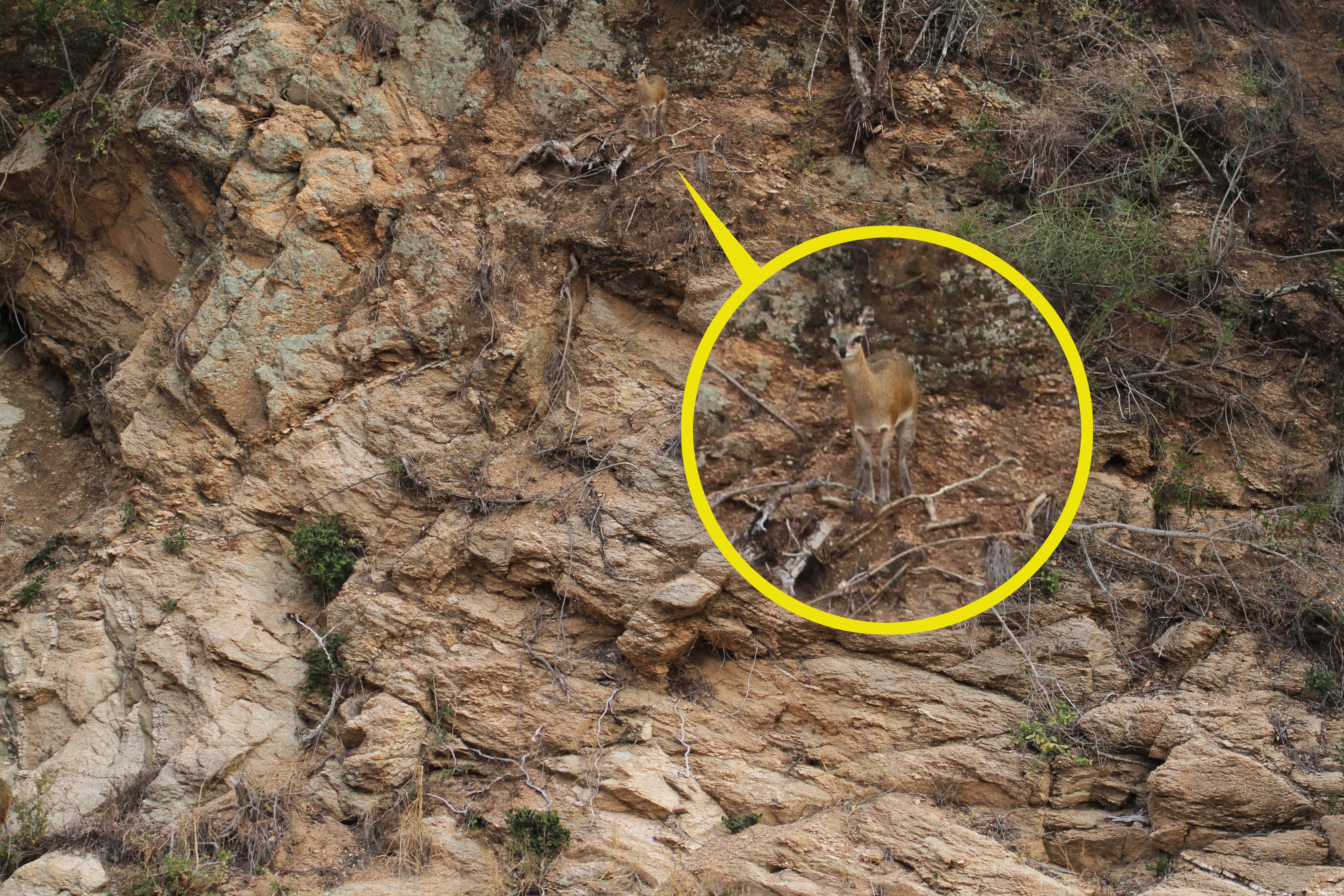 El ciervo está rodeado de amarillo. ¿Lo encontraste?