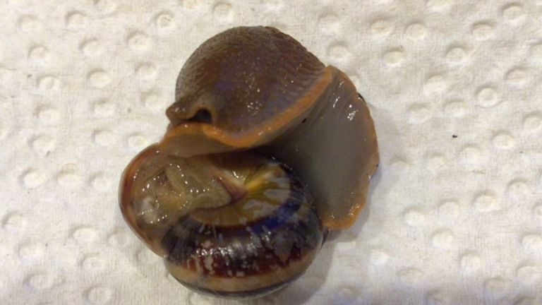 Este caracol shagreen probablemente fue comido por un nudibranquio.