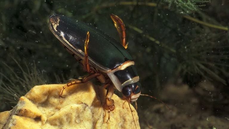 Normalmente, un escarabajo acuático debería moverse bajo el agua.