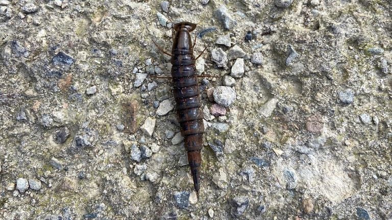 La larva del escarabajo acuático de bordes amarillos no es precisamente un amor. 