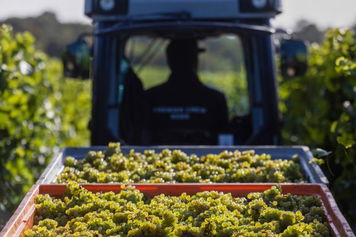 Un tractor arrastra uvas recién recogidas en cajas de almacenamiento en un viñedo de Chapel Down Group Plc en Maidstone