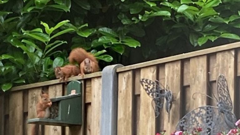 Ardillas jóvenes en el jardín (foto: Jan van de Braak).