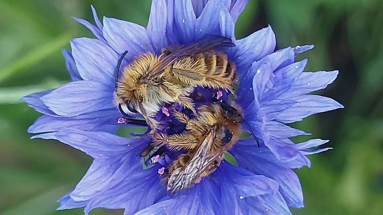 Abejas con patas de penacho dormidas en un aciano (foto: Nanny Bierkens).