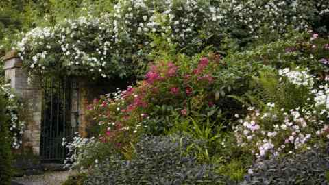 Flores rosadas, blancas y blanco-rosas y follaje verde en el jardín de rosas Moor Wood