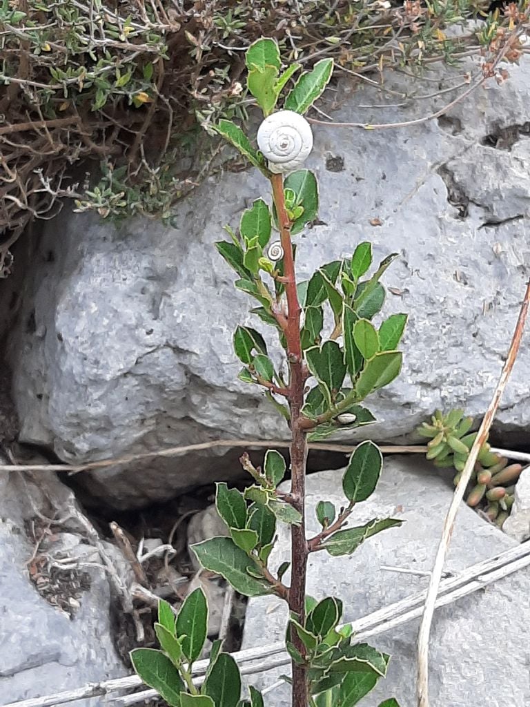 Un caracol blanco, también conocido como caragouilles rosado (foto: Anja Hurkmans).