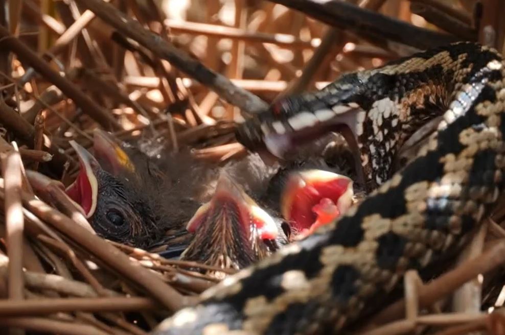Los espectadores quedaron devastados cuando una serpiente víbora atacó un nido de polluelos.