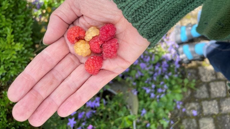 Frambuesas de tu propio huerto, este snack está permitido.  (Foto: Karin Kamp)