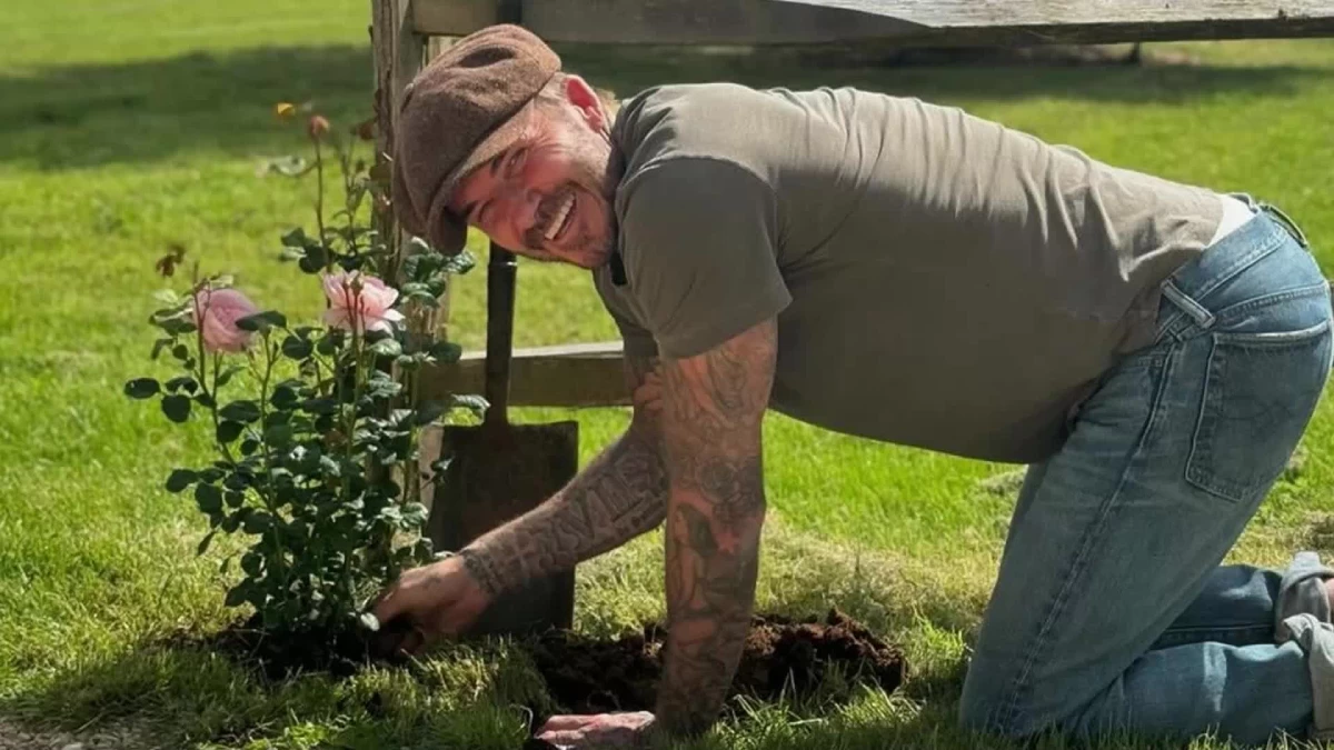 David Beckham, aspirante a jardinero: planta (con dificultad) algunas rosas.  Pero el estilo es perfecto.