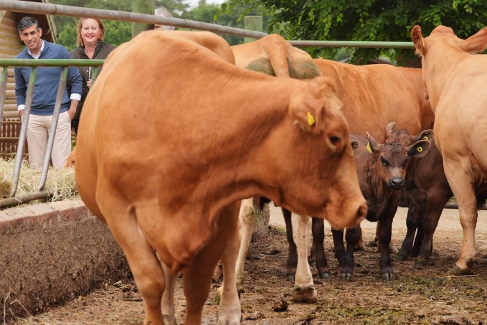 Rishi Sunak, con la candidata conservadora Victoria Prentis y el granjero John Colegrave, admira las vacas en Wykham Park Farm en Banbury, Oxfordshire