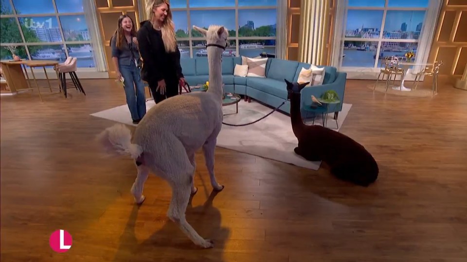 El clásico momento de caca en la televisión se produjo cuando dos alpacas visitaron el estudio de ITV. Crédito: ITV