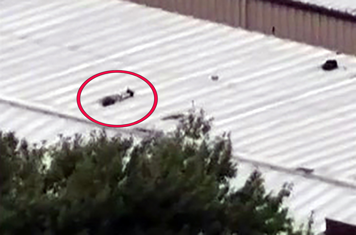 Imágenes de helicóptero de televisión muestran las consecuencias del tiroteo de Donald Trump y lo que parece ser un hombre muerto en el techo donde se informó que estaba el tirador.