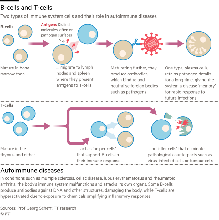 Diagrama que explica el funcionamiento básico de las células B y las células T, dos componentes del sistema inmunológico humano