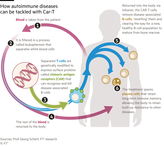 Diagrama que explica cómo se podría utilizar la terapia con células Car-T para abordar enfermedades autoinmunes en humanos