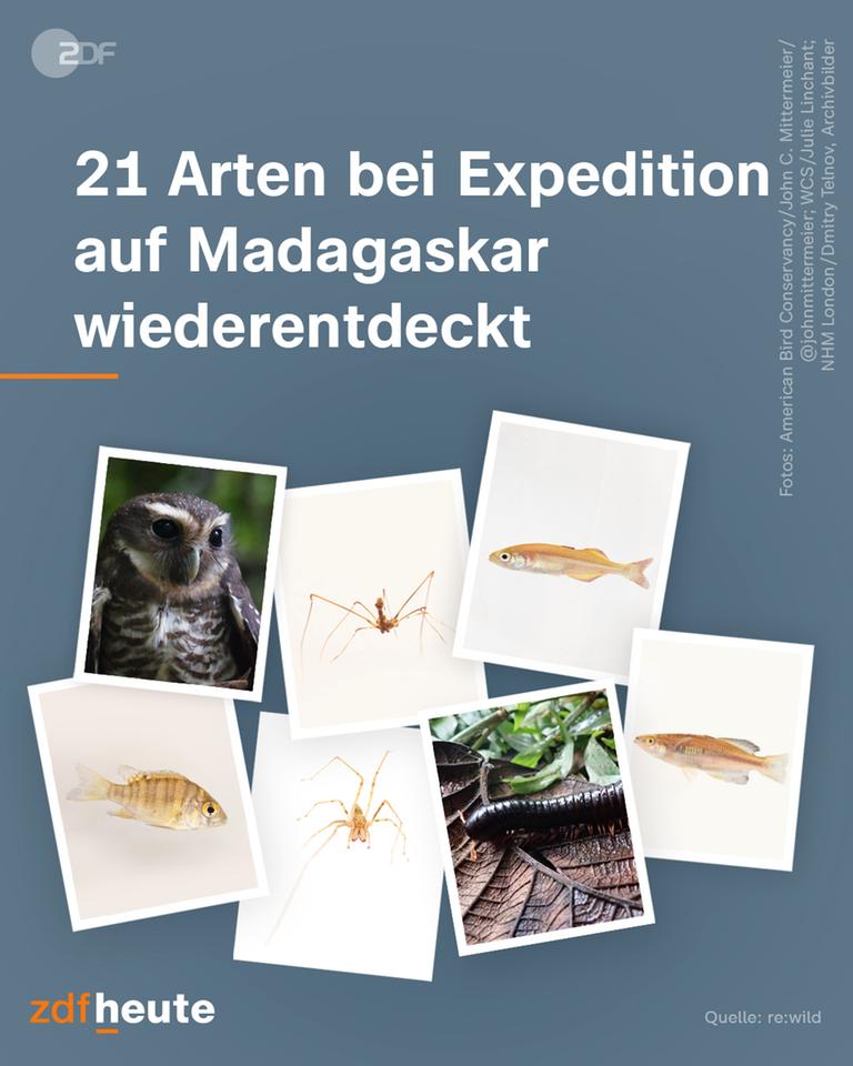 21 especies descubiertas durante la expedición a Madagascar.