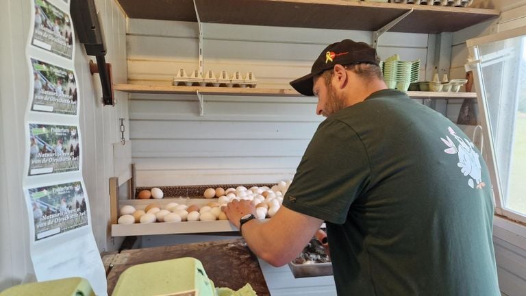 Michiel estampa los huevos y luego los empaqueta (foto: Tom Berkers).