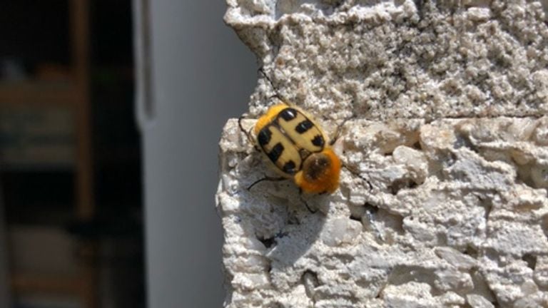 Un escarabajo de los cepillos (foto: Peter Aben).