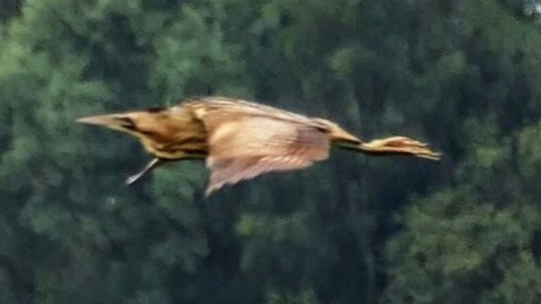 Un avetoro volador (foto: Marianne Wijten)