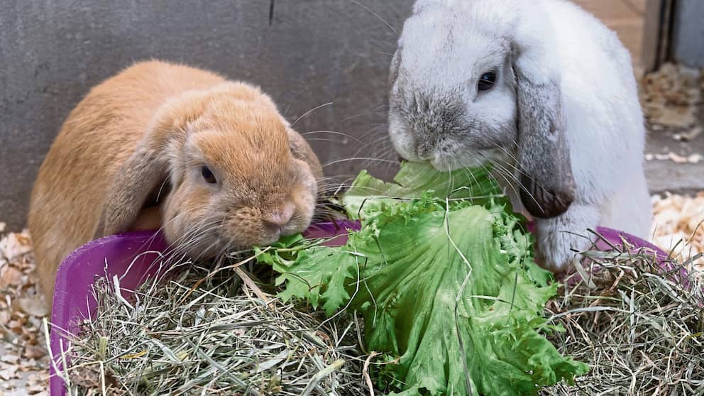 Los dos conejos fueron abandonados en el aparcamiento del refugio de animales