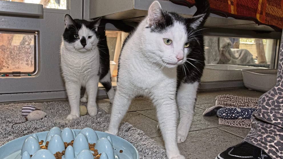 Desconocidos abandonaron a estos dos gatos en una caja de cartón en Humboldthain
