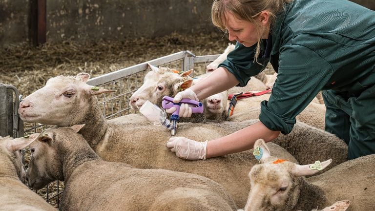 Se hicieron grandes esfuerzos para vacunar a las ovejas contra la lengua azul 