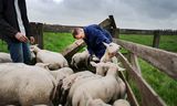 Las ovejas reciben una vacuna contra el virus de la lengua azul del veterinario Tjesse van der Leij. 