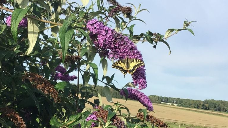 Un paje de reina sobre un mariposario (foto: Bets Vriens).