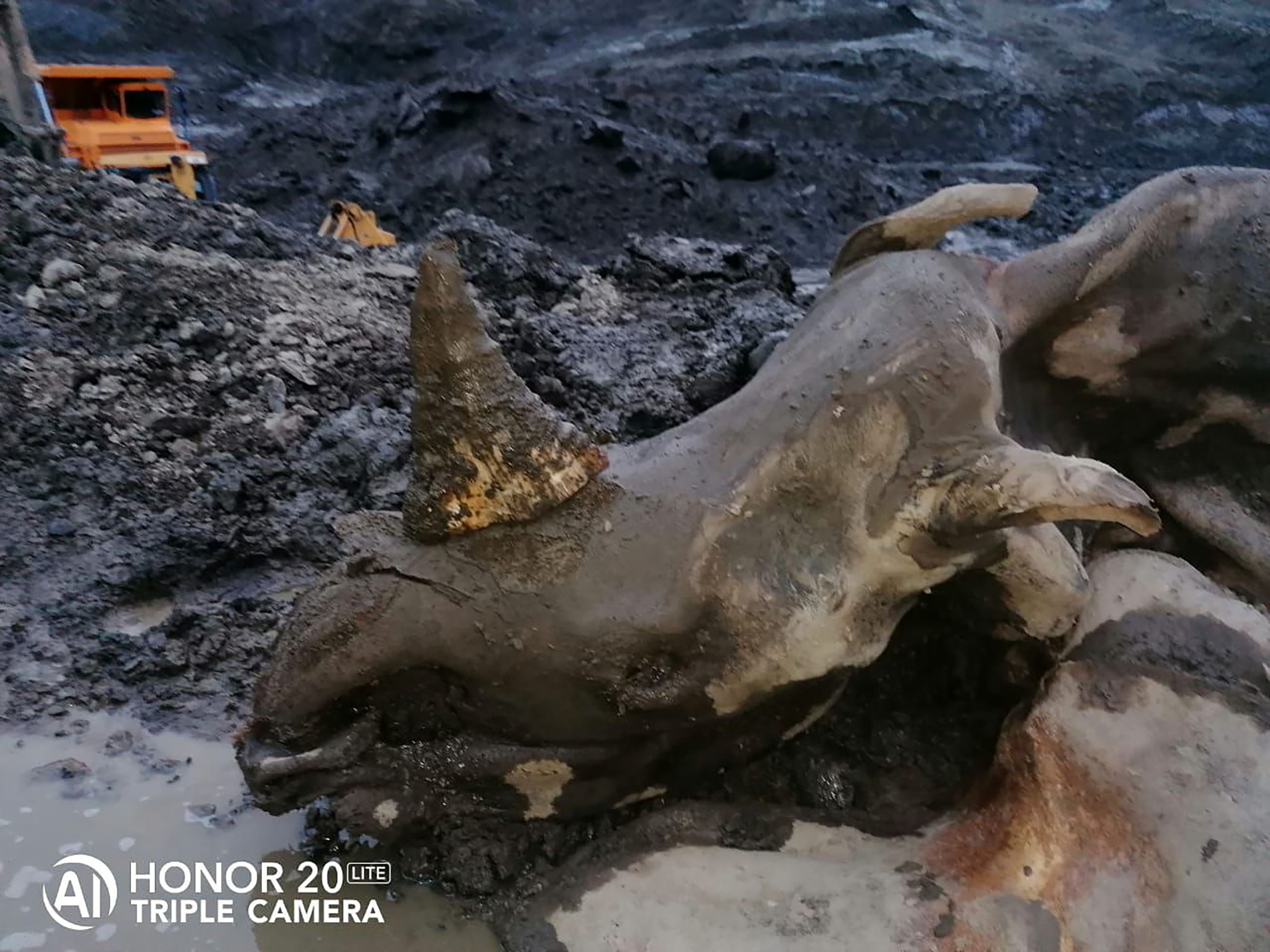 Los trabajadores de una mina de oro informaron sobre el descubrimiento de una momia de rinoceronte lanudo excepcionalmente conservada en Kolyma, en el Lejano Oriente de Rusia.