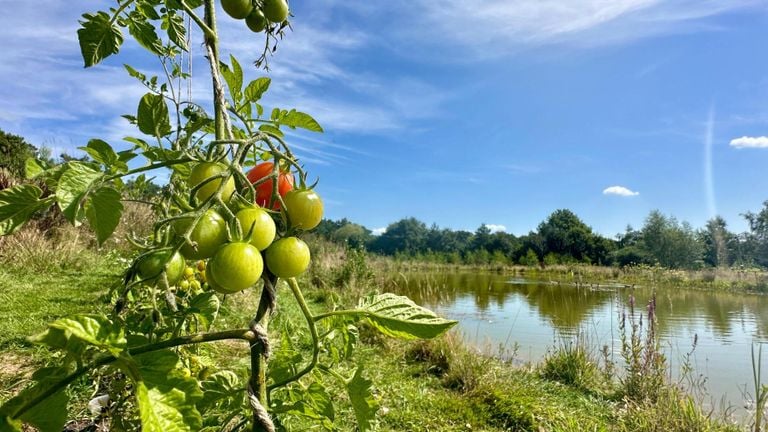 Afortunadamente, los tomates vuelven a crecer (foto: Noël van Hooft).