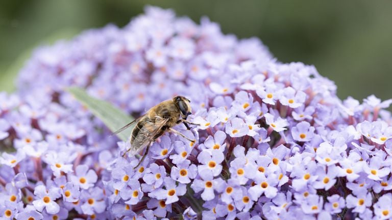 Una abeja posada sobre la flor de un mariposario (foto: ANP / Hollandse Hoogte / Hermien Lam).