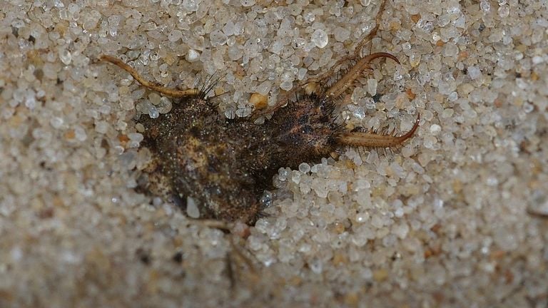 Una larva de hormiga león en un agujero (foto: Fitis Sytske Dijksen).