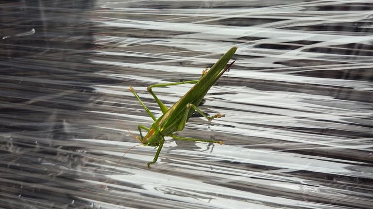 Un gran saltamontes verde (foto: Maurice Peters).