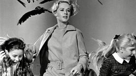 La actriz Tippi Hedren en una escena de la película. "los pájaros" por Alfred Hitchcock