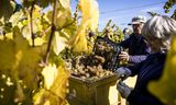 Las uvas Johanniter se cosechan en el viñedo de Betuwe Wijndomein. Los viñedos holandeses produjeron una cantidad récord de vino en 2022.