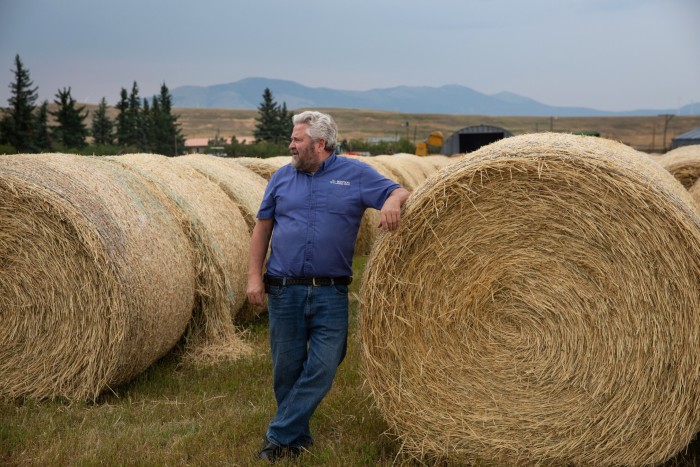 Walter Schweitzer cría ganado Black Angus y cultiva heno para el ganado en Geyser, Montana