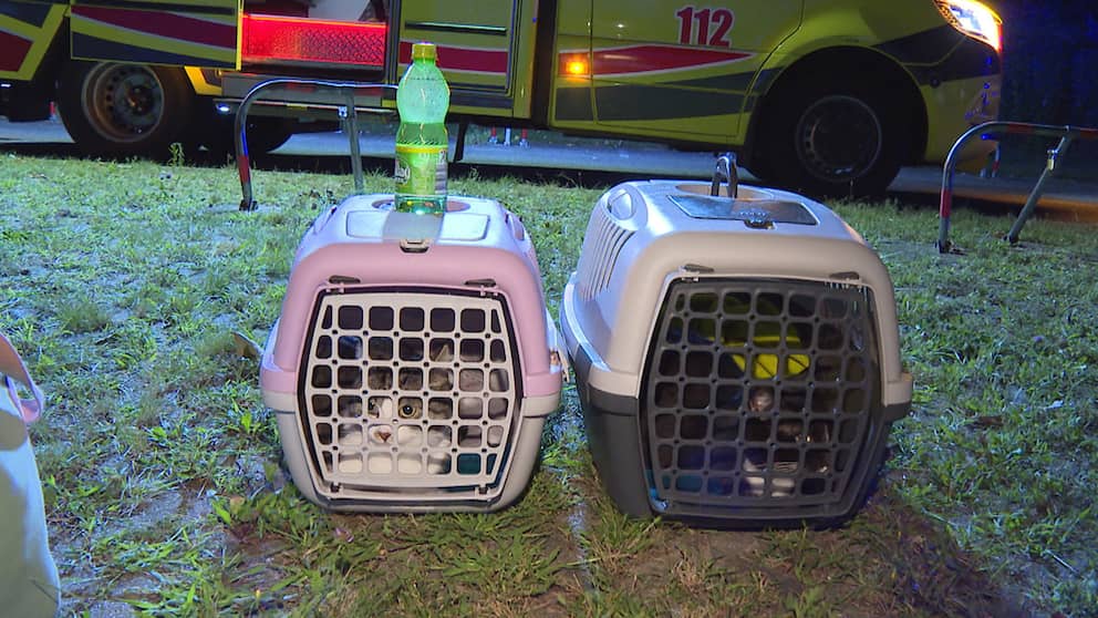 Dos gatos también fueron rescatados del edificio de apartamentos.