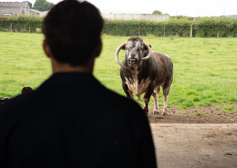 El toro tuvo un enfrentamiento con Mack