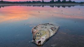 Peces muertos en el Oder