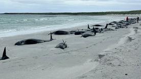 Decenas de ballenas piloto yacen en una playa de las islas Orcadas de Escocia.