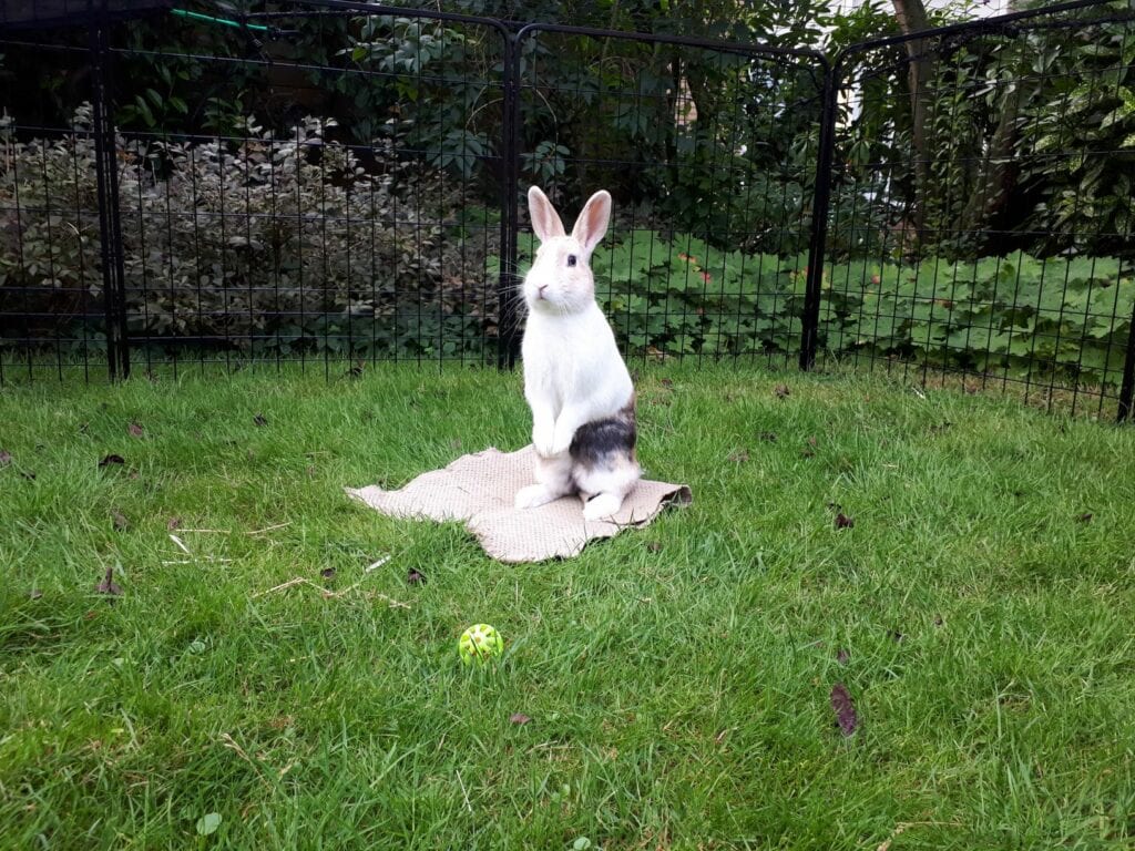 Conejos Zoetermeer