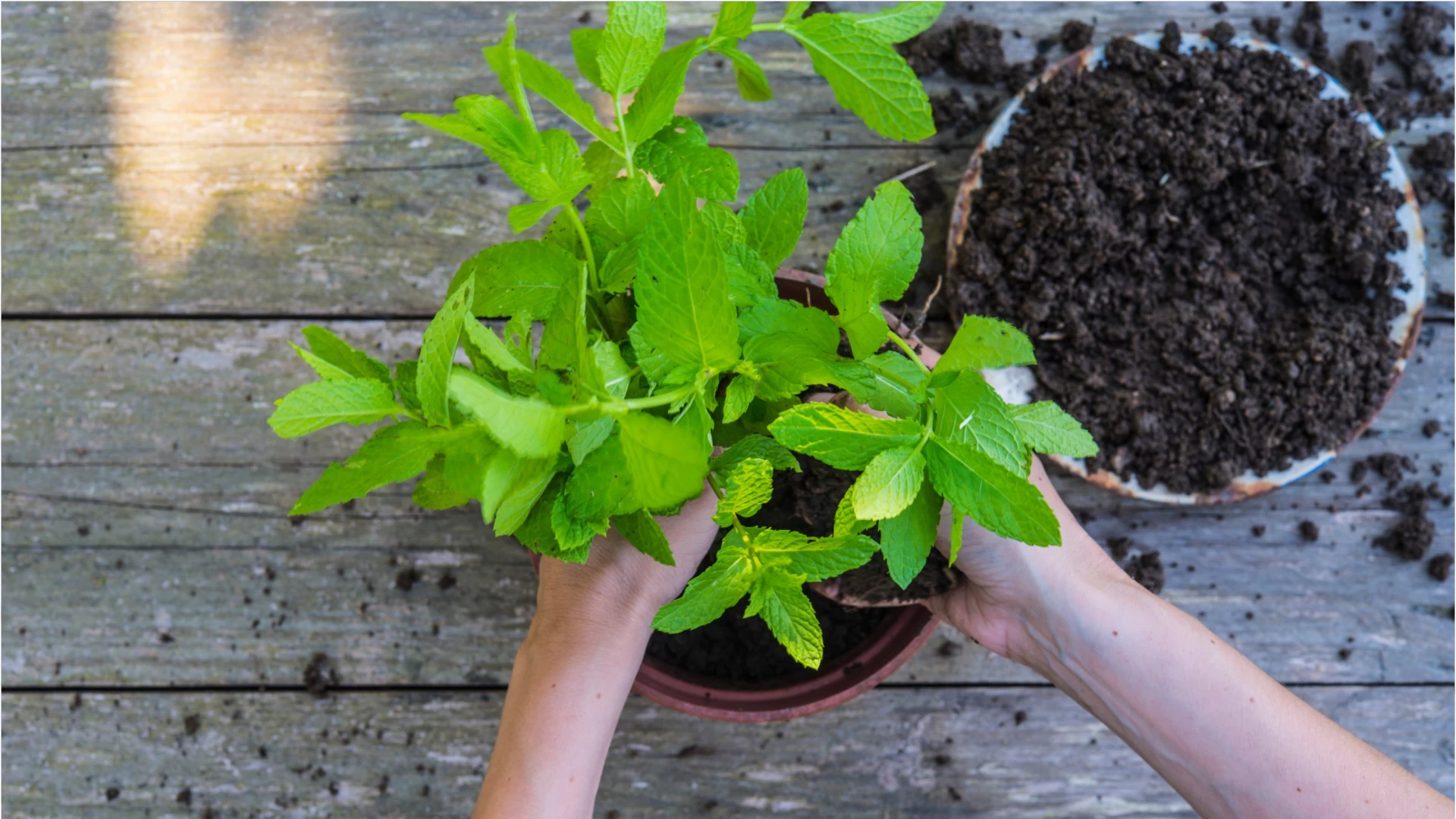 Plantas antimosquitos: las mejores para poner en balcones y en el jardín