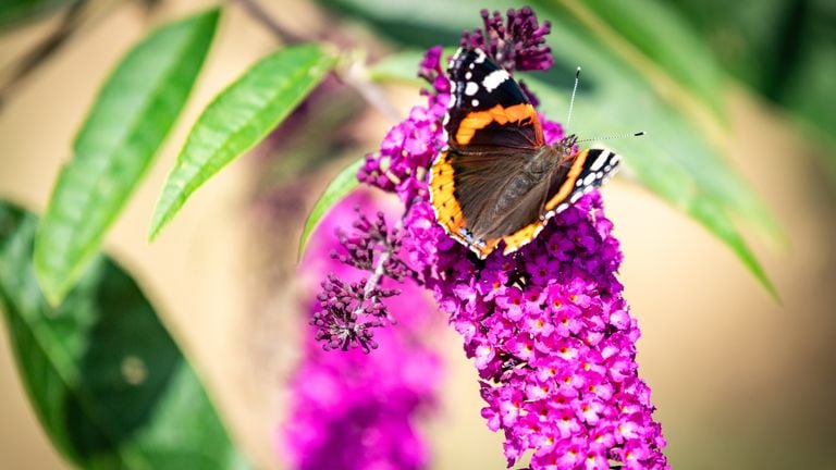 Una mariposa posada sobre un mariposario (foto: ANP / Hollandse Hoogte / Venema Media).