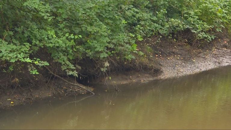 Posible hábitat para el castor en el centro del pueblo (foto: Omroep Brabant). 