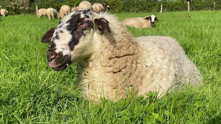 Una oveja con lengua azul (foto: Jos Verkuijlen).