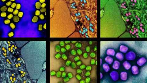 Montaje de varios virus.