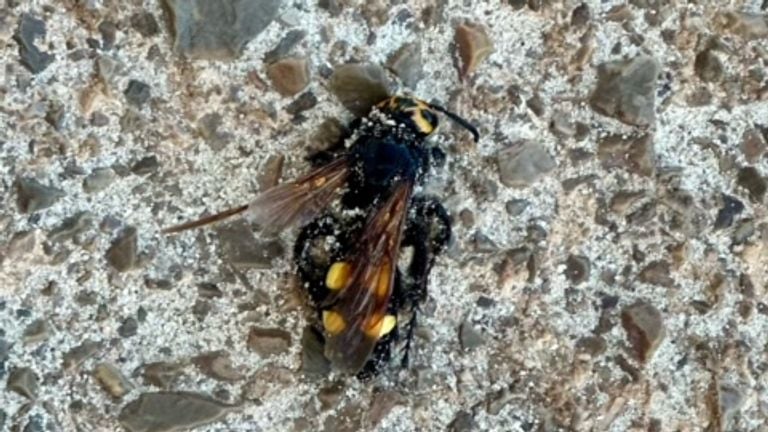 Una avispa daga gigante, lamentablemente muerta, encontrada en la playa de Cala d'Or Mallorca (foto: Anouk de Louw).