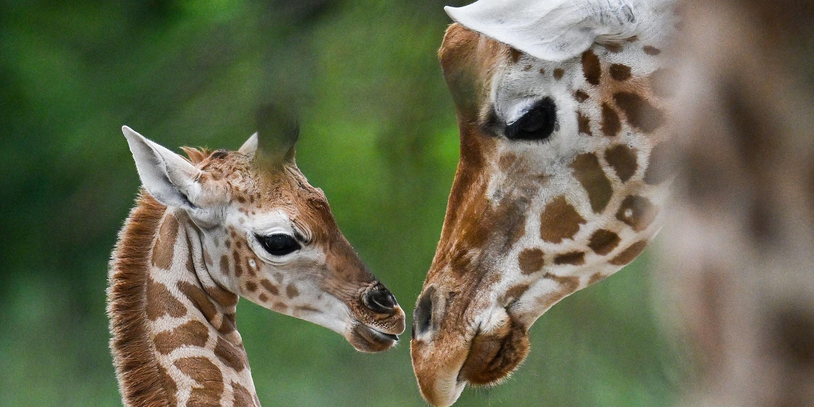 La joven jirafa llamada Emily interactúa con su madre en su recinto durante un evento de nombramiento en el zoológico de Berlín el 22 de agosto de 2024. 